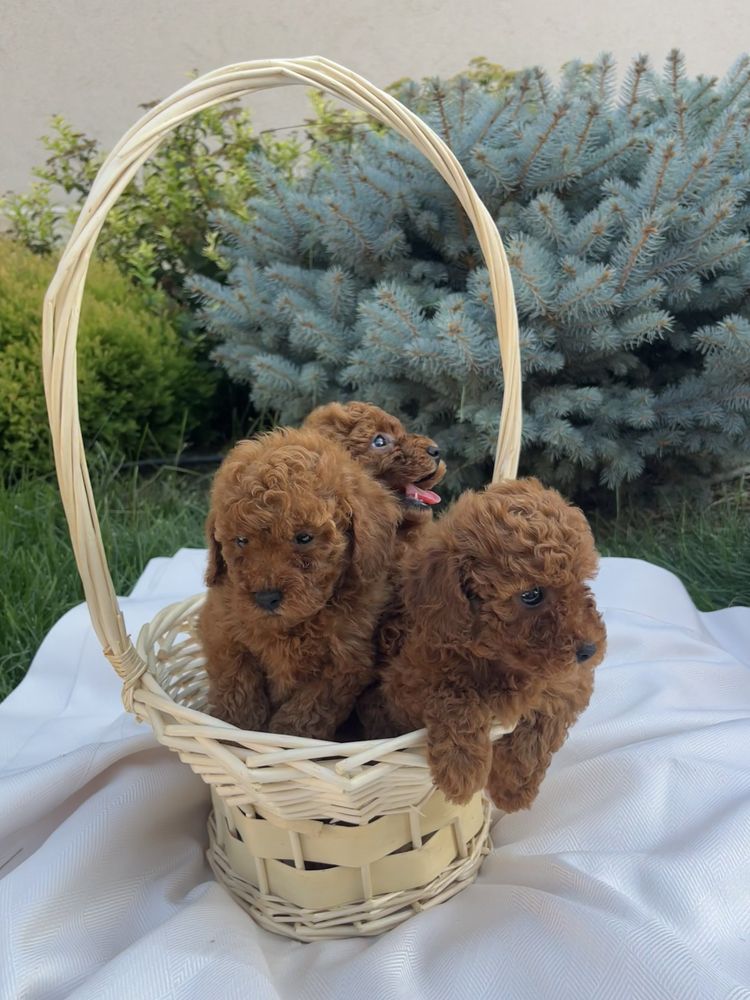 Млаки кученца пудел