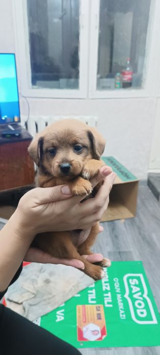 Продаю щенят красивые и хорошие