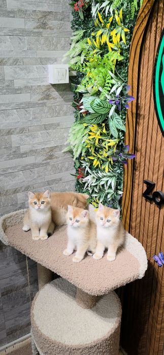 Британец Залатой Шиншилла ny 12. Shinshilla.