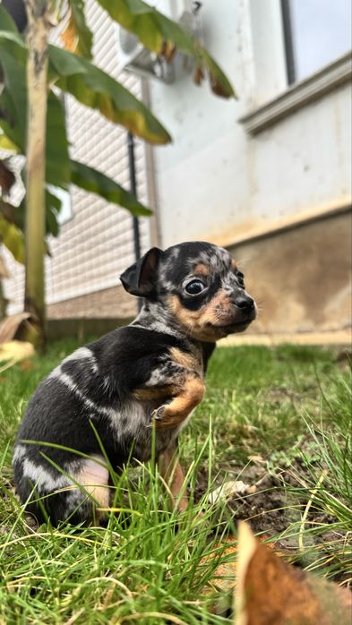 Мъжки и женски мини пинчери