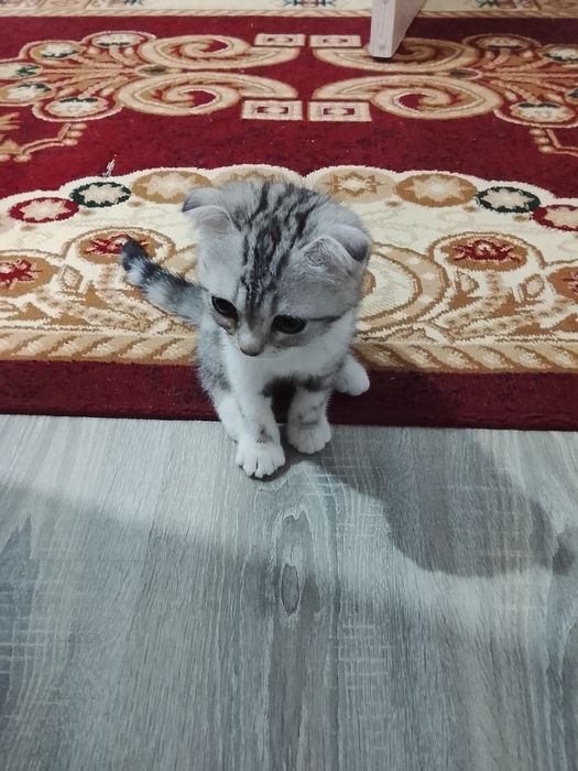 Shinshila zotli mushuk