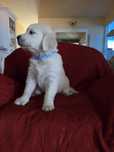 De vanzare pui Golden Retriever cu pedigree, vaccinat si microcipat