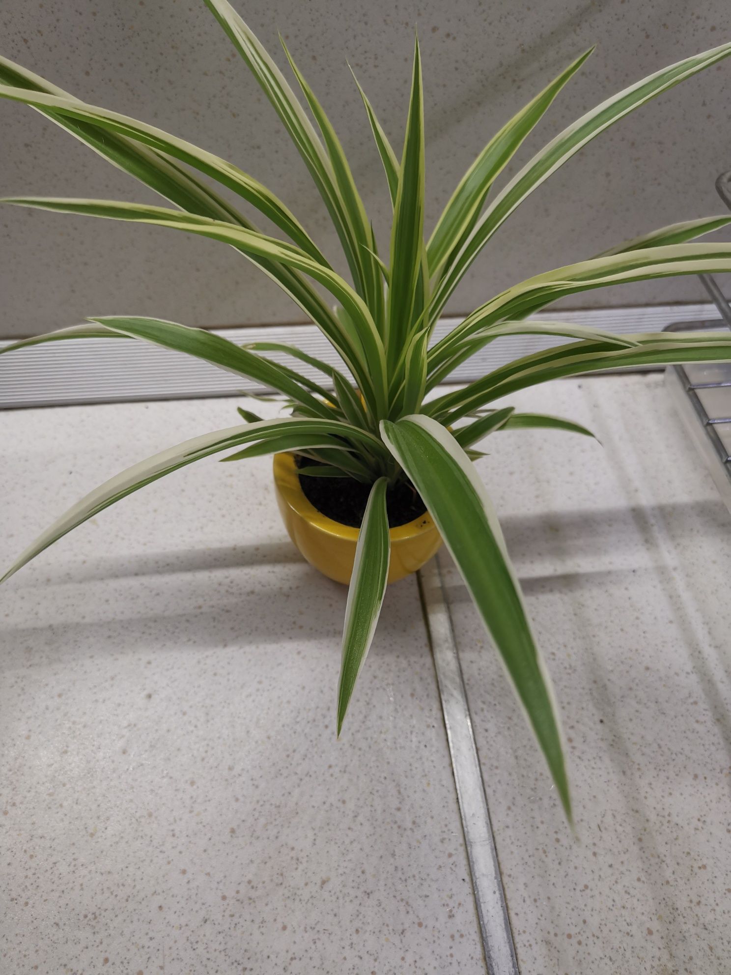растения за офиса и дома