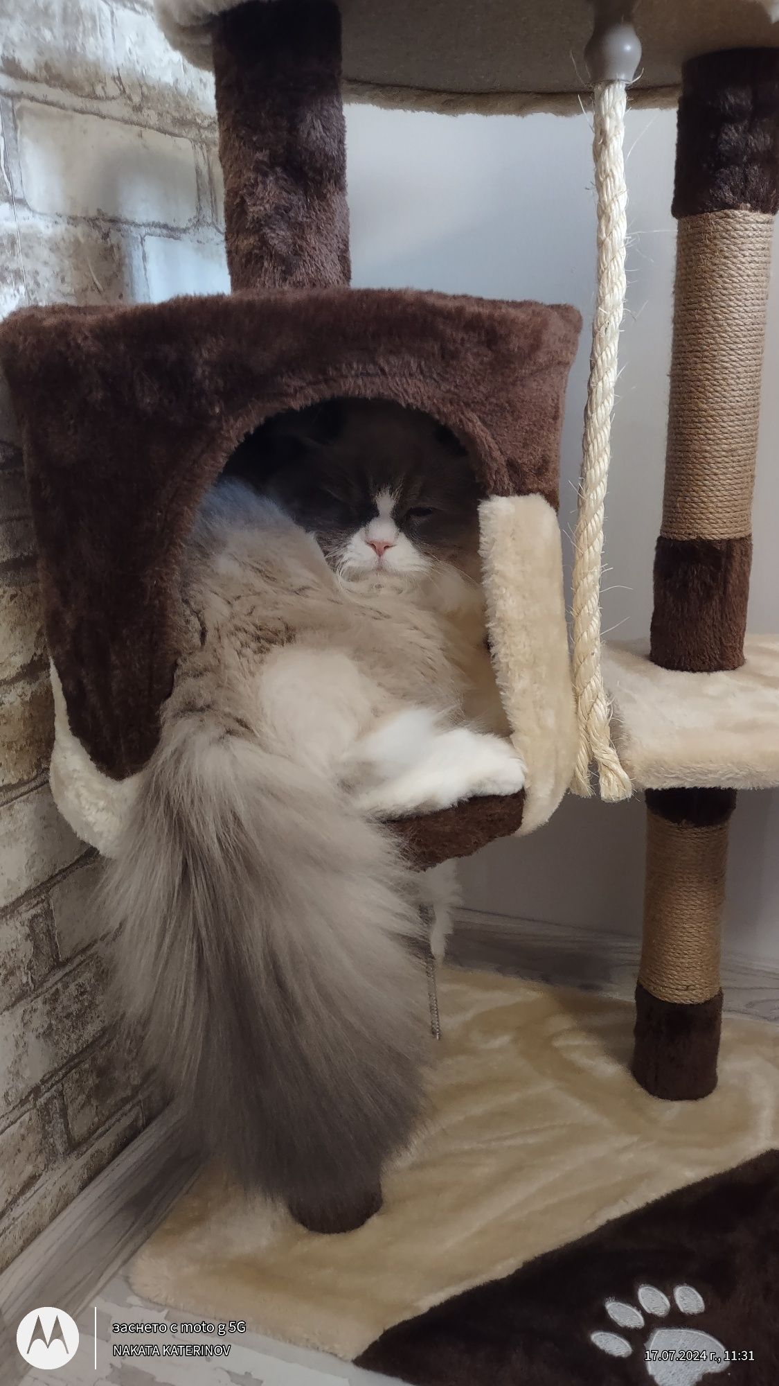 Катерушка за котки!