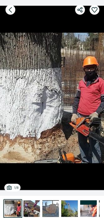 Daraxtga kesamiz benza pilari