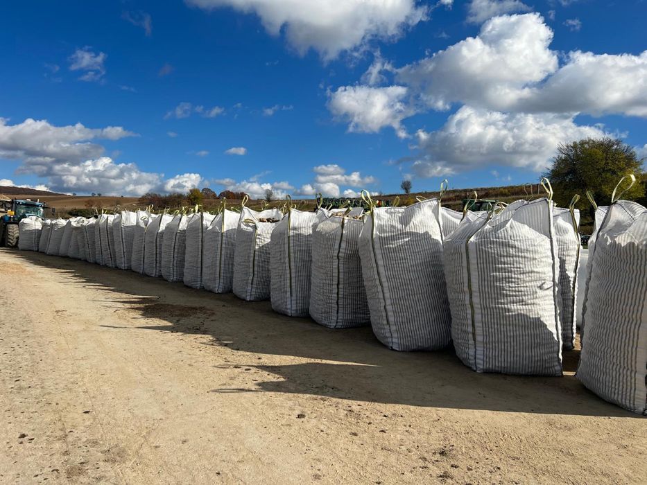 Vand cartofi de consum si samanta