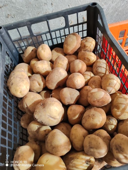 Картофи сорт Сорая