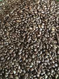 Semințe de ricin pentru ulei