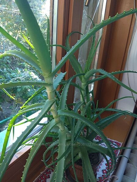 Продаю лечебные цветы, растение Алоэ