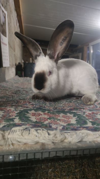 Uriaș de Transilvania