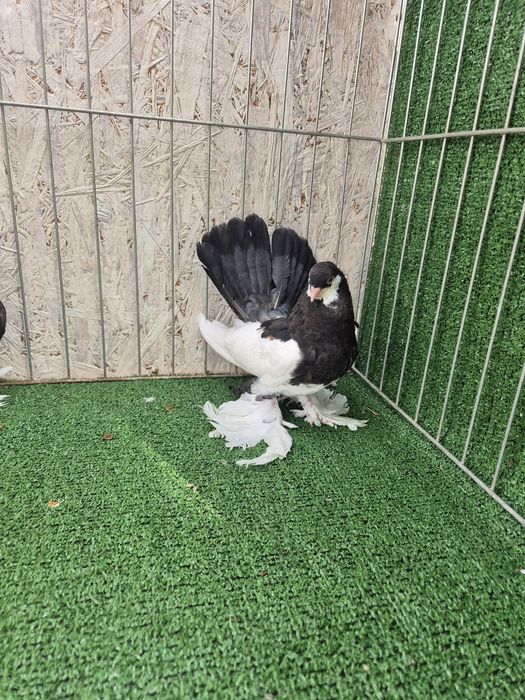 Porumbei jucator de volga