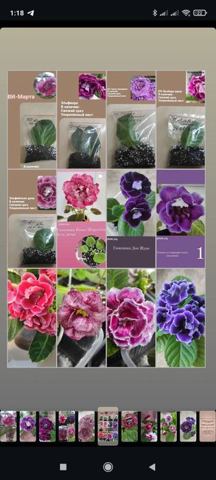 Глоксинии сортовые Комнатные растения