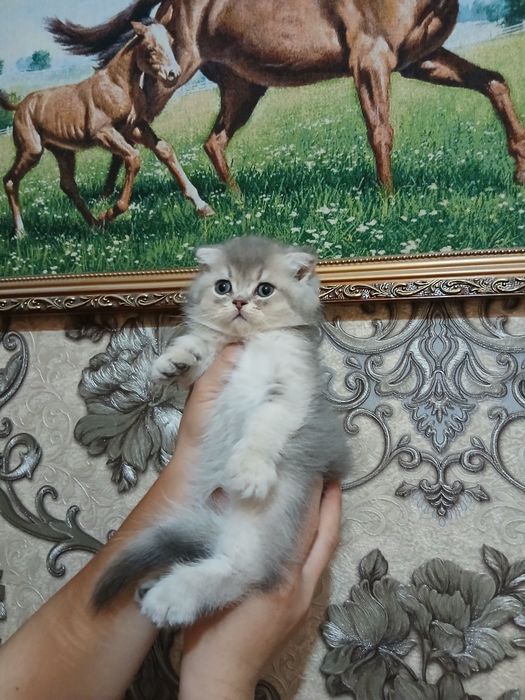 Продаётся шиншилла мальчик полтора месяца