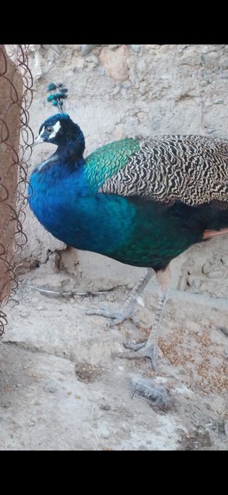 Павлин бар. Багасы 40мын