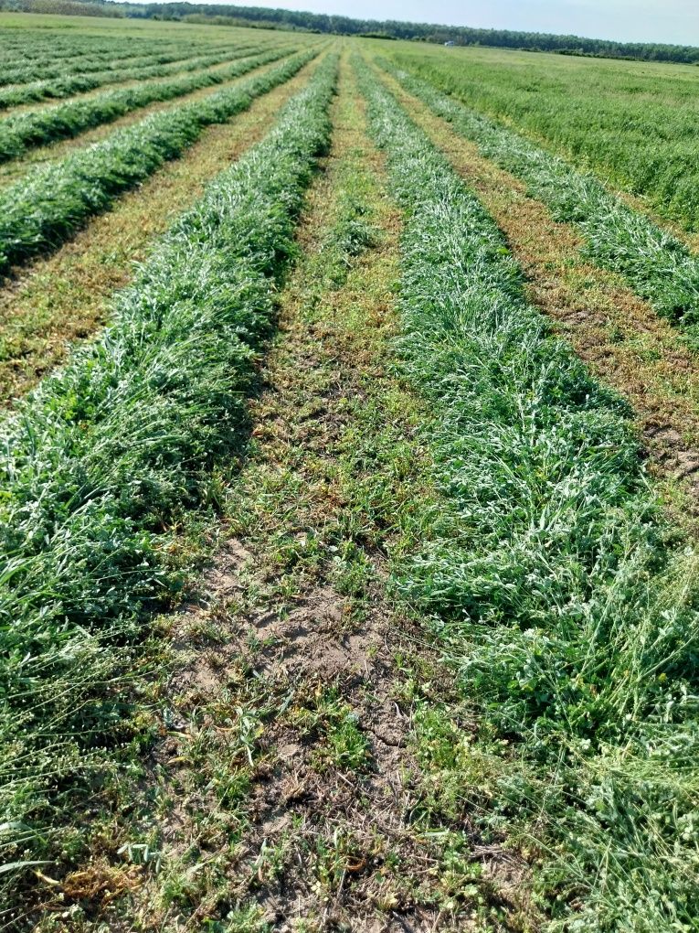 Baloti mega lucerna de vanzare 150/125