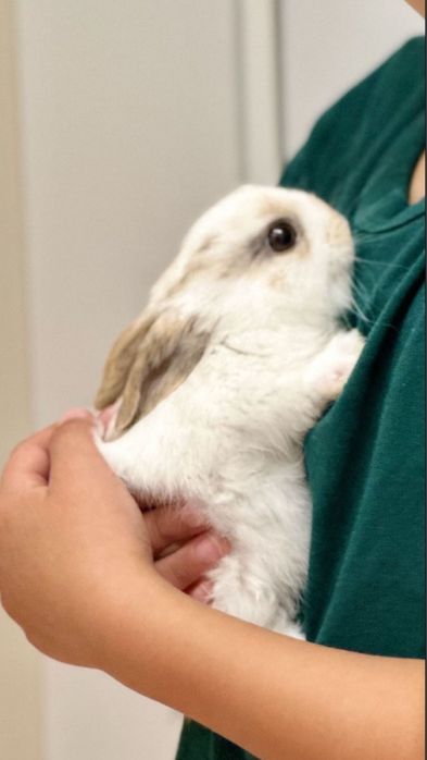 Продам декоративный КРОЛИК