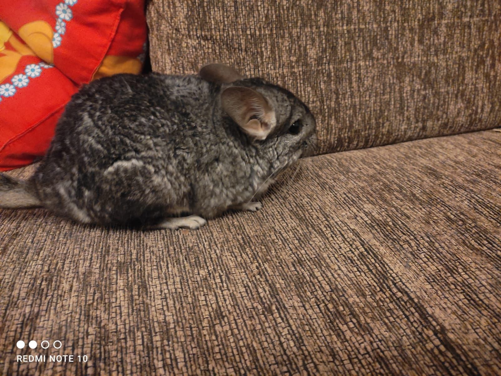 Vând chinchilla șinșila cincila foarte blândă nu musca