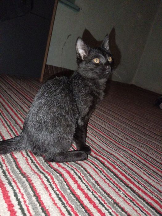 Отдаются в добрые руки котята, 2 месяца.