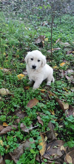 Голдън ретривър две мъжки