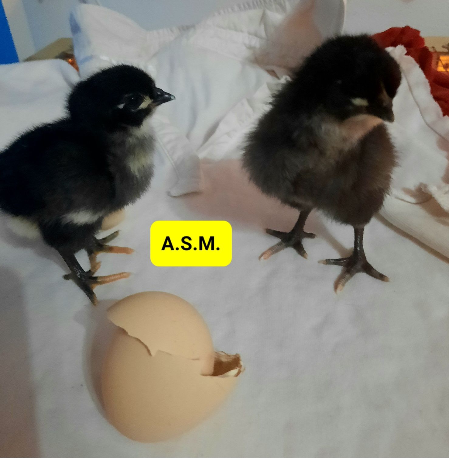 Pui Australorp Negru de 3 zile