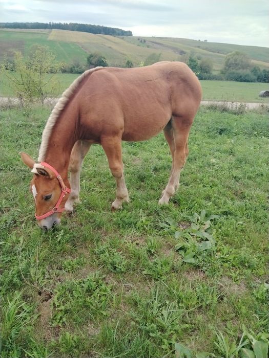 Mânză disponibila