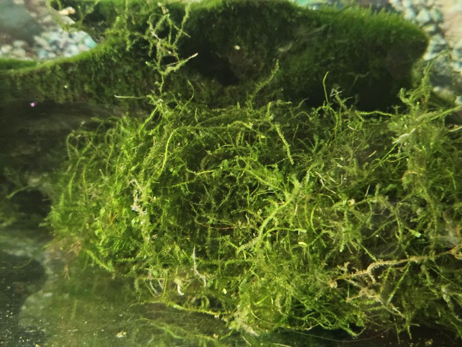 Продам растения для аквариума