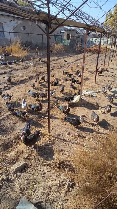 Ordak erkak qizbola kelishiladi srochna sotiladi