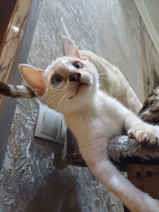 Бенгальские котята