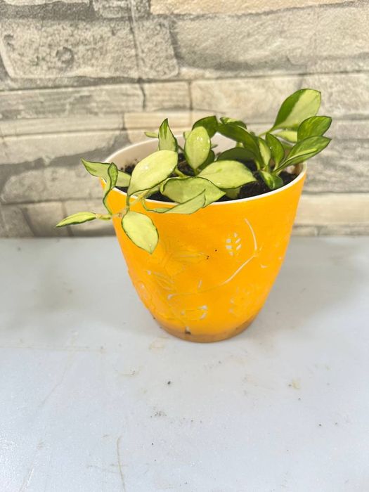 Продается хоя хешкилиана и альбомаргината