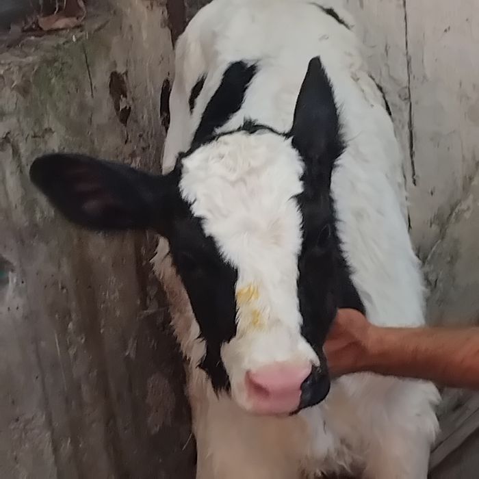 Vand un tauras baltat