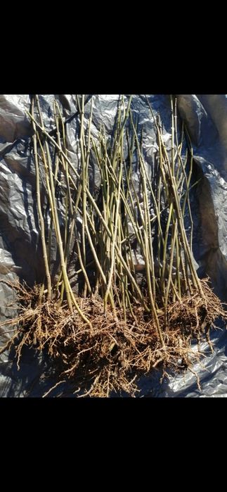 Paulownia butasi repicati sau copăcei la 1m - se livreaza in tara