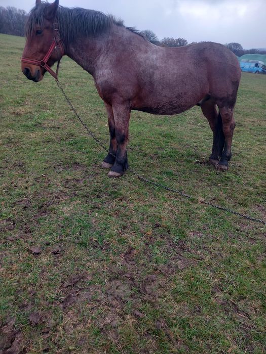 Vând cal de 5 ani !