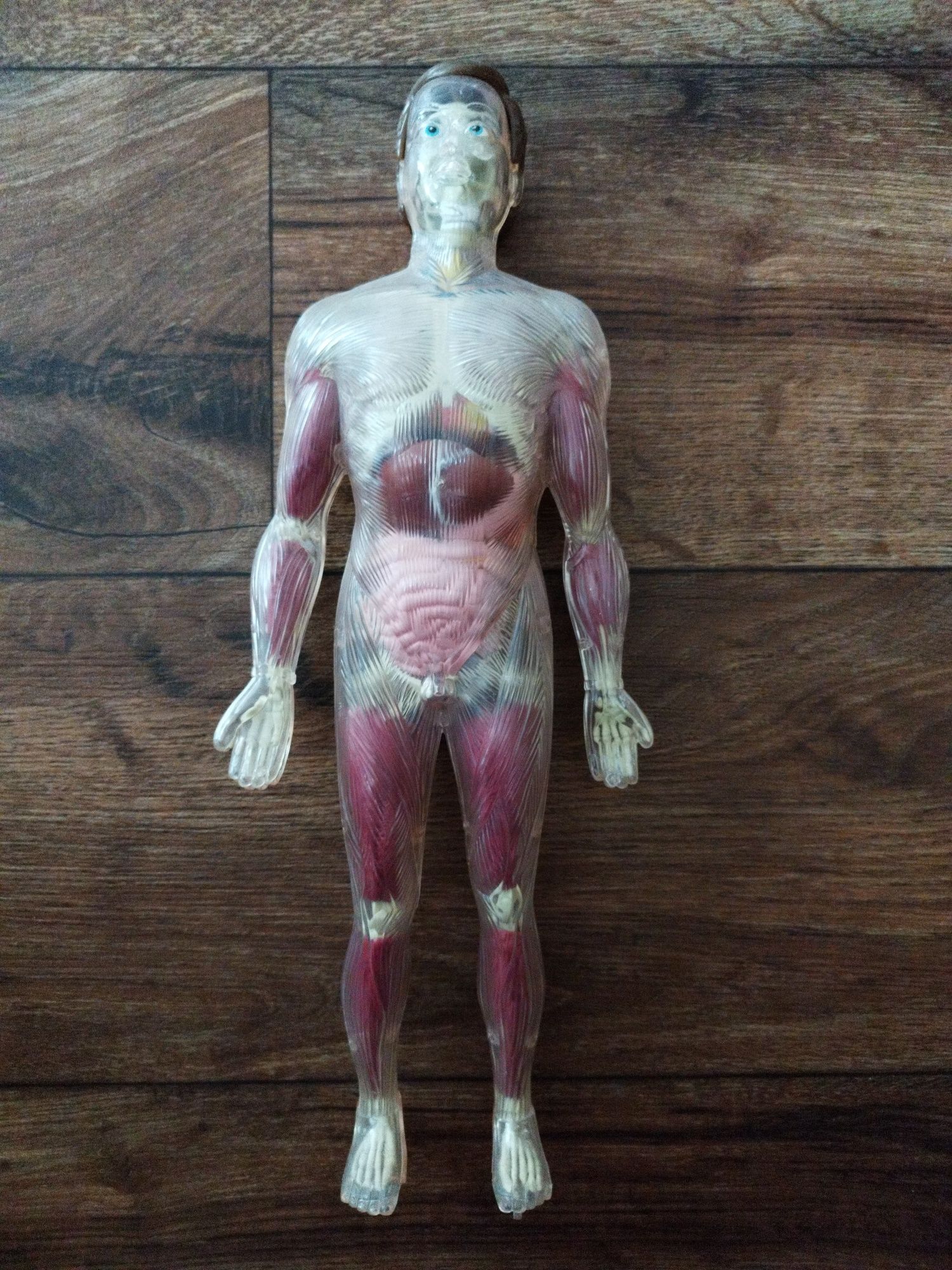 Човешкото тяло от Деагостини/Deagostini