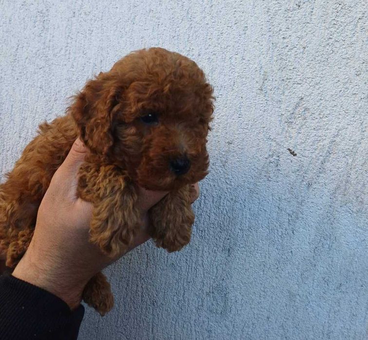 Продавам мъжки Той Пудел