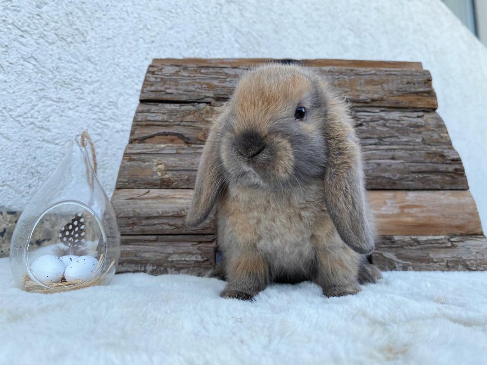 Iepuri pitici de companie berbec pitic/holland lop/mini lop