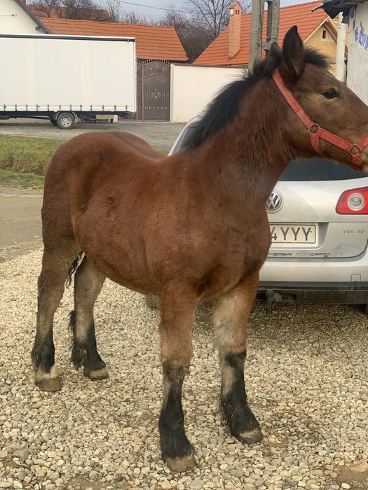 De vanzare manz la 5 luni