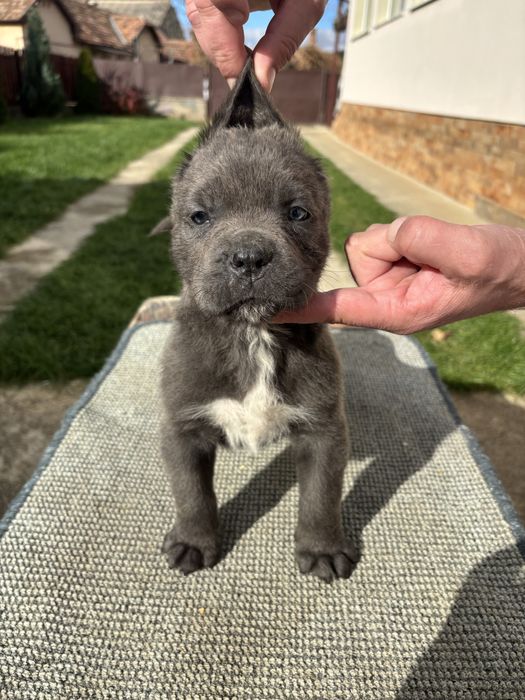 Cane corso  pui