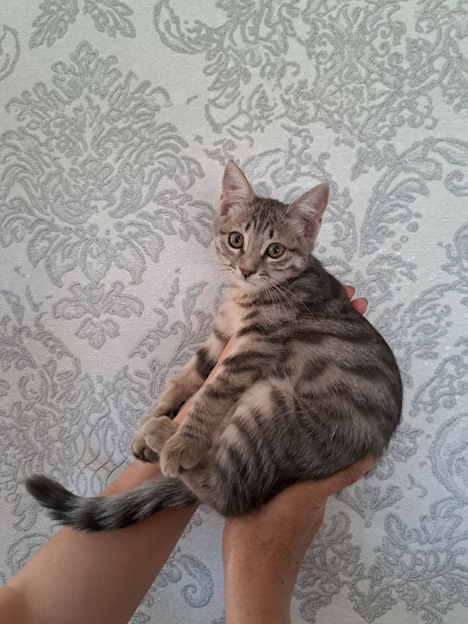Котёнок девочка породы азиатская табби