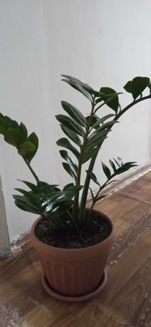 Замиокулькас (долларовое дерево)