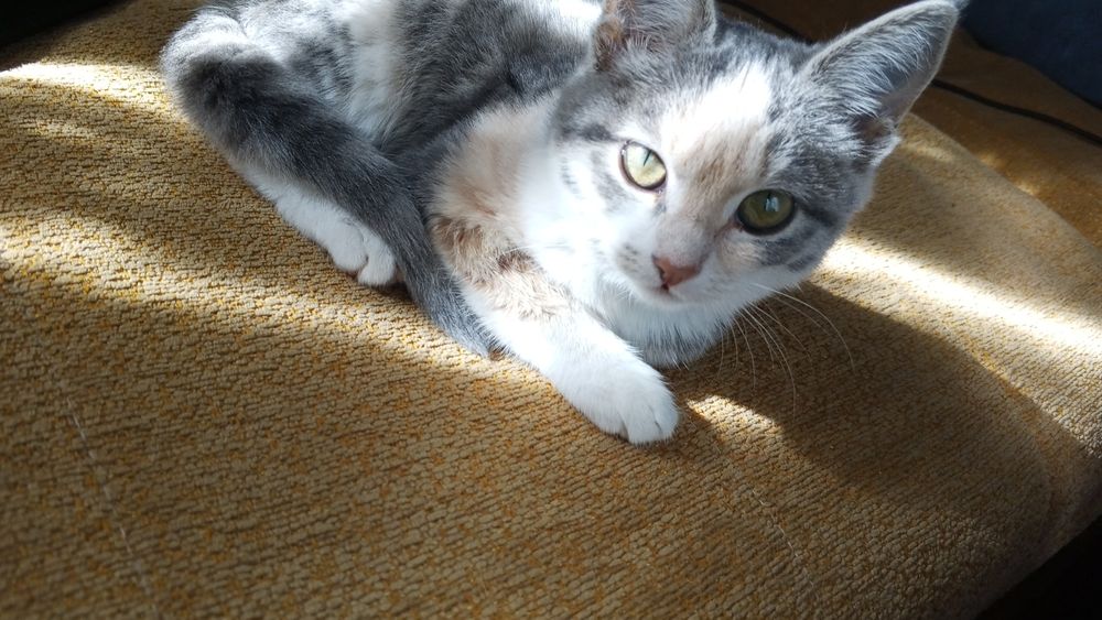 Отдам даром в добрые руки, кот мальчик