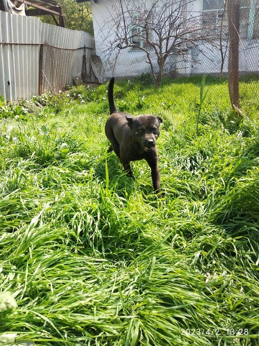 Щенки (чау чау питбуль) совершенно бесплатно