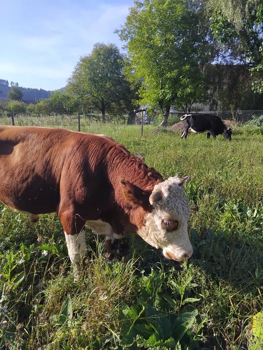 Vând taur rasa Bălțata Românească