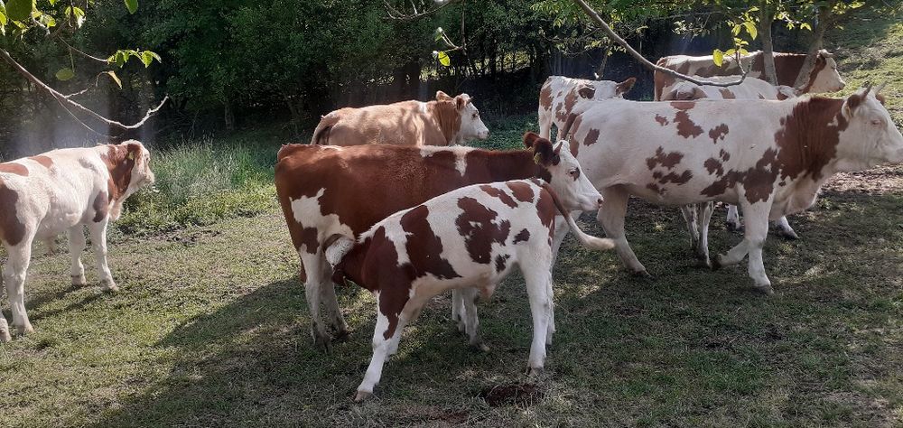 Vaci Tăurași Juninci de vînzare la pachet