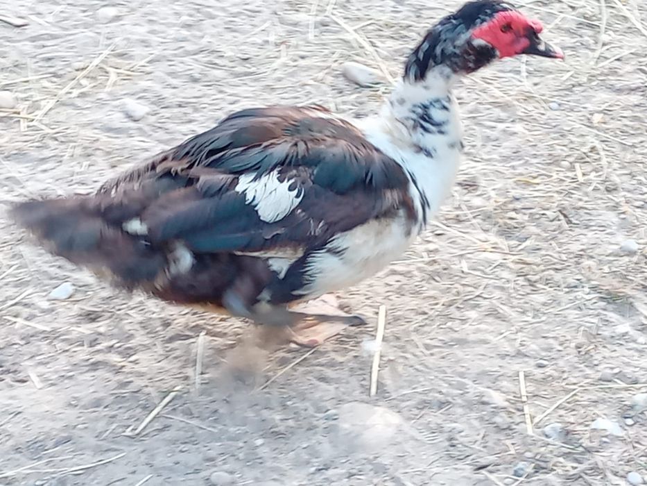 Vând rate lesesti