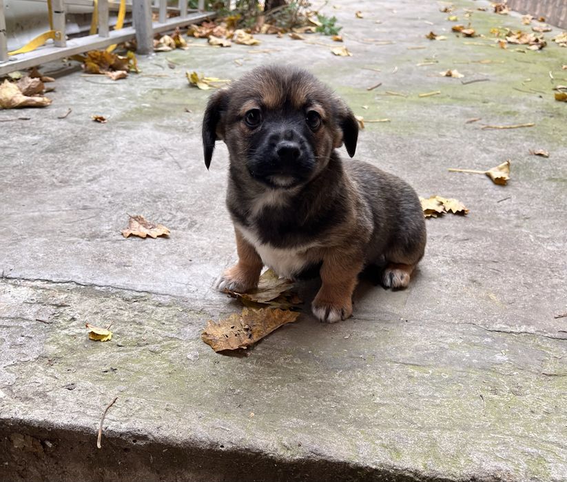 Ofer catei spre donatie, 2 luni, masculi, Ovidiu Constanta