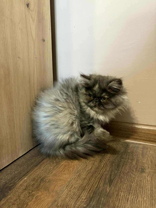 Женско персийско коте