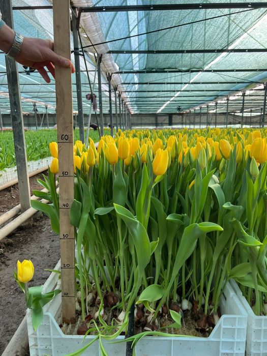 Тюльпаны оптом поставка с Голандии от 1000шт