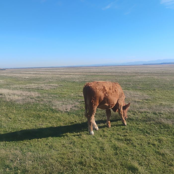 De vânzare tineret bovin bălțată românească