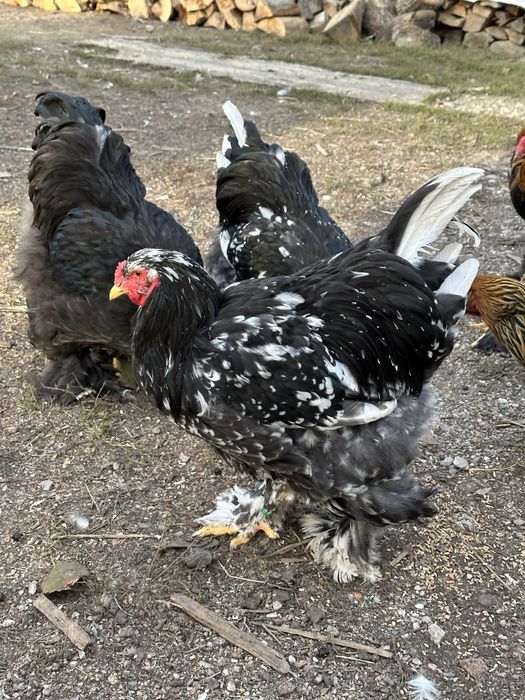 Disponibili cocosi brahma negru si boobat