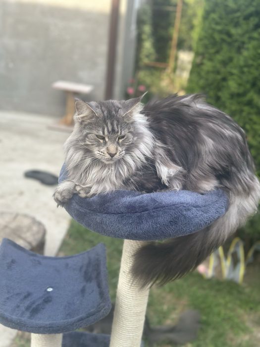 Felisa acreditata Maine Coon - Pedigree